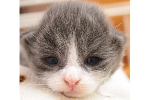 成約済の茨城県のノルウェージャンフォレストキャット-616の1枚目